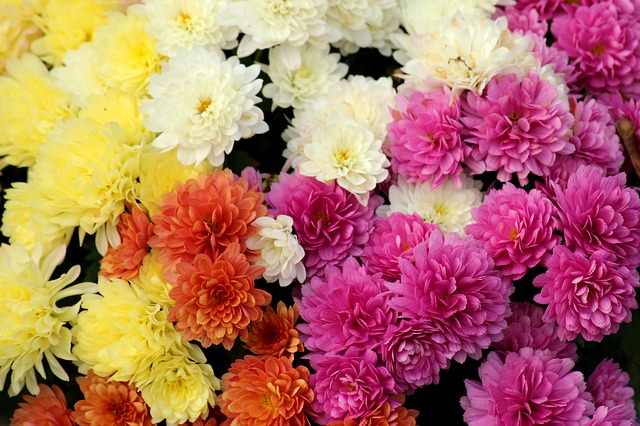 farebné chryzantémy.jpg